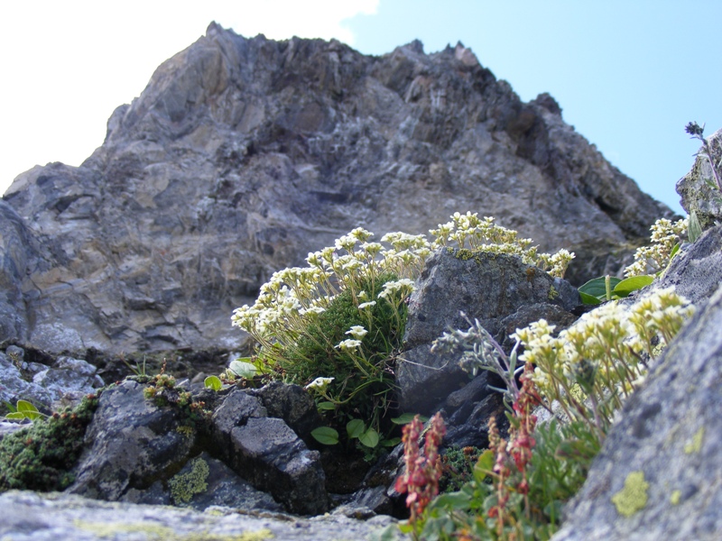 Sentieri ferrati, sentieri fioriti: i fiori dell''Albiolo